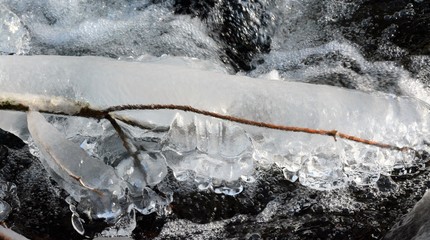 icicles on a branch