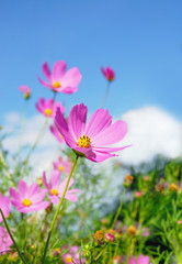 Obraz premium 秋桜 素材