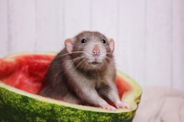 Grey rat sitting in half a watermelon.