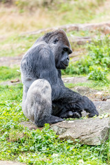 gorilla male sits on a stone and looks sideways © Michael Verbeek