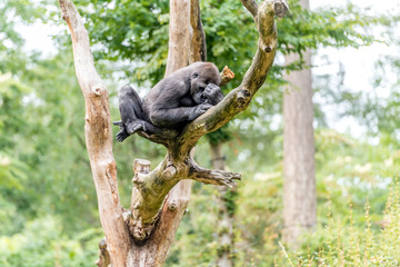 gorilla woman lies high in the tree and looks at the rest