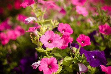 pink flowers in the garden