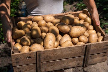 Young farmer holding fresh raw potatoes in a wooden box