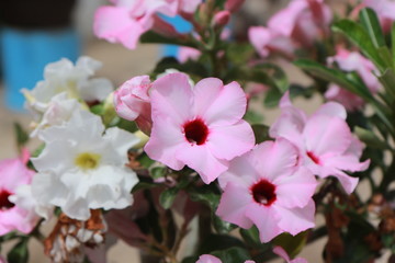 Fototapeta na wymiar Adenium is a tree and flower that can tolerate drought well.Then there are beautiful flowers.There are many colors such as white, pink, red.