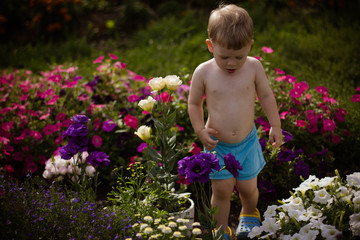 little boy in a flowering meadow