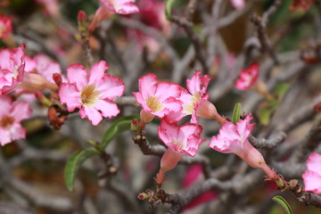 Adenium is a tree and flower that can tolerate drought well.Then there are beautiful flowers.There are many colors such as white, pink, red.