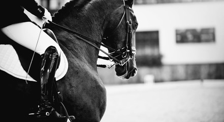 Equestrian sport. Dressage of horses in the arena. - obrazy, fototapety, plakaty