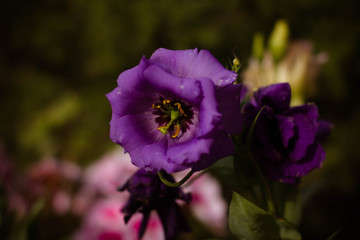 flowers bloom in an eustoma garden