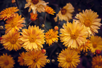 background of yellow flowers