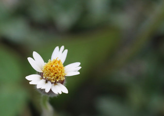 Coatbuttons, Mexican daisy is a flower (grass flower) in Thailand.