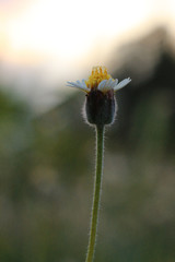 Coatbuttons, Mexican daisy is a flower (grass flower) in Thailand.