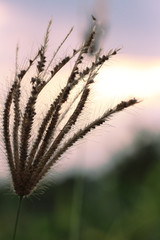 Obraz premium Coatbuttons, Mexican daisy is a flower (grass flower) in Thailand.