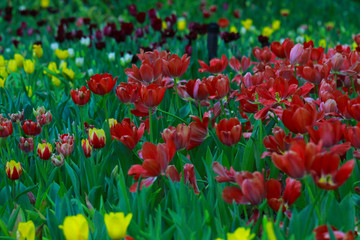 Yellow and red tulips. In the morning garden. With difference And coexistence.