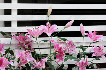 Pink lilies and white wooden fence.