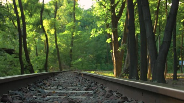 A Forest With Train Railway