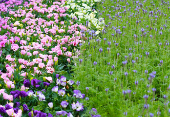 Purple flowers in the middle of the forest with loneliness In the darkness at night.