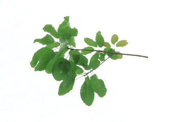 Brown tree and green leaf on a white background (isolated).