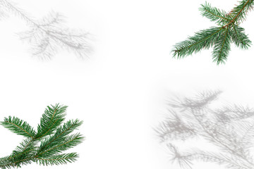 Obraz premium Christmas fir tree branches and shadows on white.