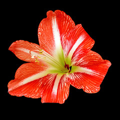 Beautiful red flower isolated on a black background