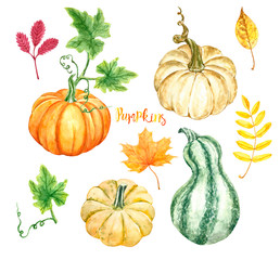 Watercolor pumkins and autumn tree leaves set, silated on white background. Orange, yellow, green fall gourds and winter squashes illustration. Organic ripe seasonal vegetables for Thanksgiving day