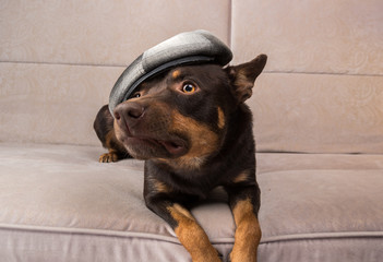 Australian kelpie dog posing on the couch with headphones and cap