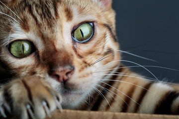 Young Bengal Cat in Cardboard Box