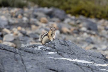 Cute Golden-Mantled Ground Squirrel sitting on a rock in Jasper National Park, Alberta, Canada, summer