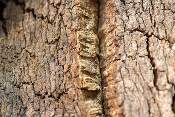Texture Background of Wooden Wood