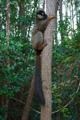 Common brown lemur in tree