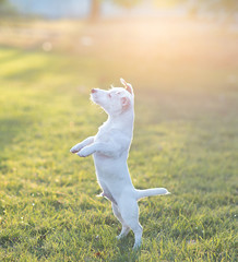 Jack Russell puppy plays on the lawn.