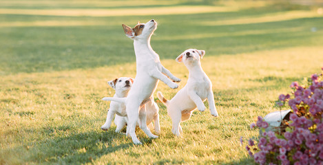 Jack Russell puppies play on the lawn.