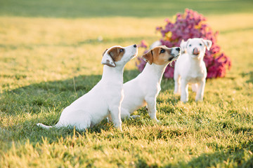 Jack Russell puppies play on the lawn.
