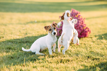 Jack Russell puppies play on the lawn.
