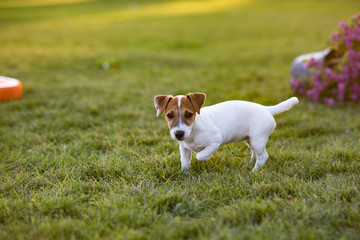 Jack Russell puppy walks on the lawn.