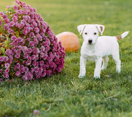 Jack Russell puppy walks on the lawn next to the flower.