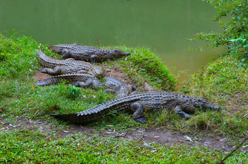 Nile Crocodiles on Grass