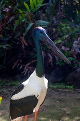 Closeup of black-necked stork near Cairns in Tropical North Queensland, Australia