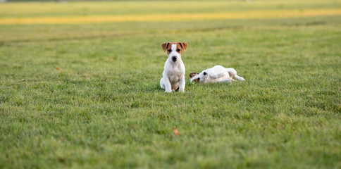 Two Jack Russell puppies walk on the lawn.