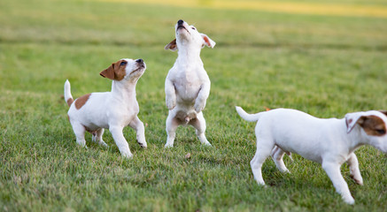Three Jack Russell puppies play on the grass.