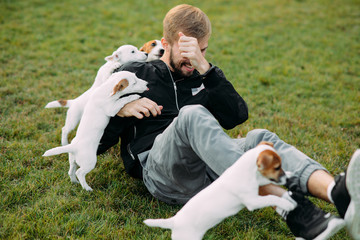 Young man plays with Jack Russell puppies.
