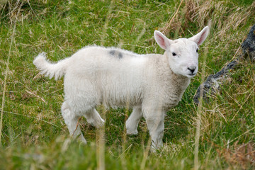 Naklejka na ściany i meble Close-up portrait of a scottish lamb in a lush meadow.