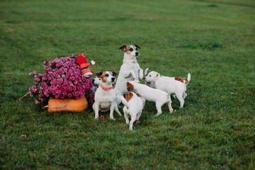 Jack Russell dog with it puppies walks on the lawn.
