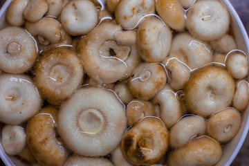 closeup of mushrooms