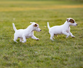 Two Jack Russell puppies play and run on the lawn.