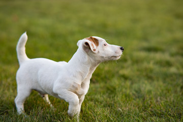 Jack Russell puppy walks on the lawn.