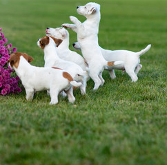 Five Jack Russell puppies play on the lawn.