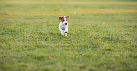 Jack Russell puppy runs on the lawn.