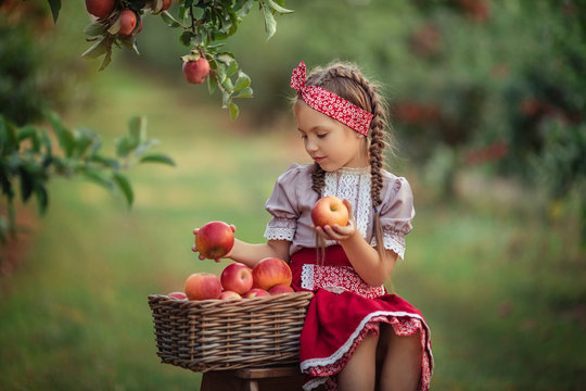 a girl in an apple orchard sits on a ladder next to a wicker basket of ripe red apples and eats an apple