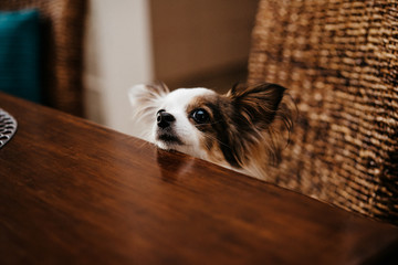 Fototapeta na wymiar chihuahua dog sits at a table and asks for food, beggar animal. selective focus, film and grain photo