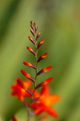 Red and orange Flower Macro